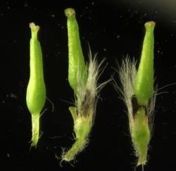 Salix eriocephala × S. petiolaris. Female flowers and flower bracts.
 Image: D. Glenny © Landcare Research 2020 CC BY 4.0